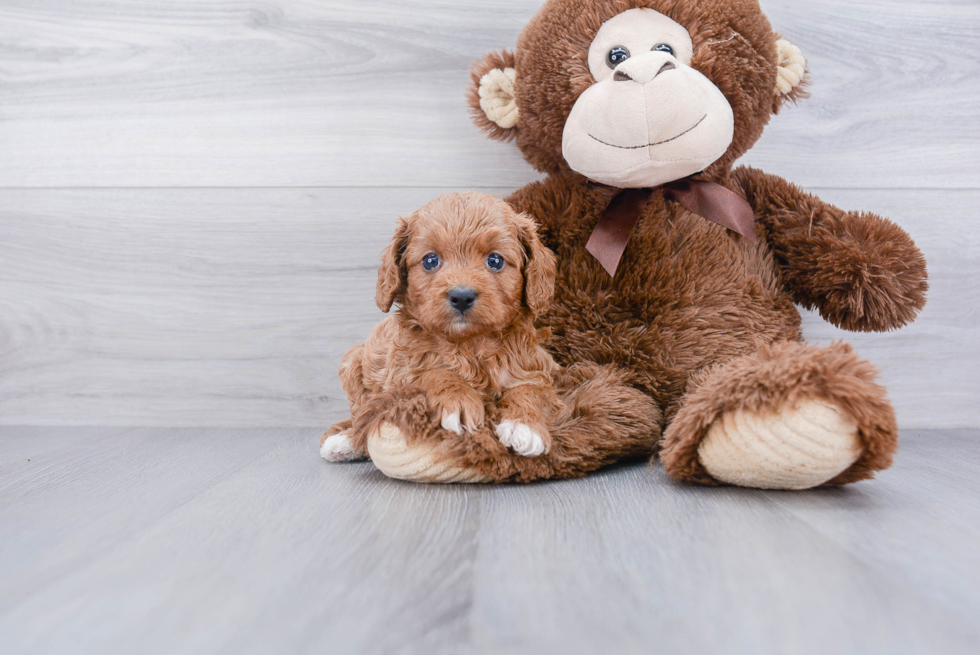 Hypoallergenic Cavoodle Poodle Mix Puppy