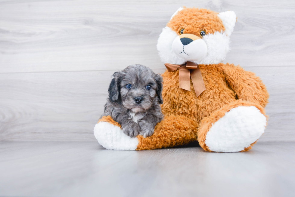 Funny Cavapoo Poodle Mix Pup