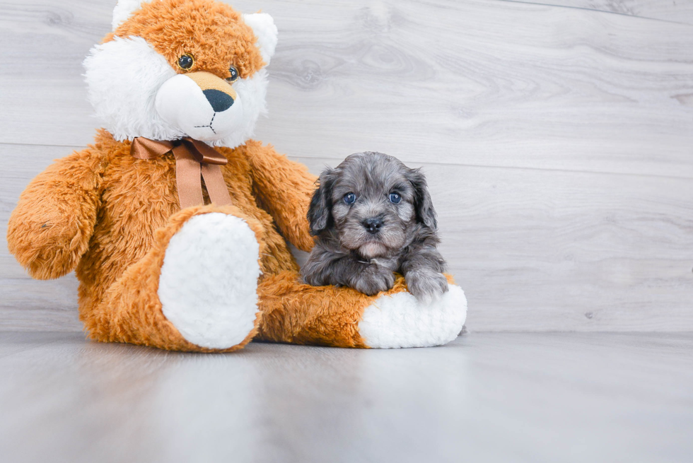 Cavapoo Puppy for Adoption