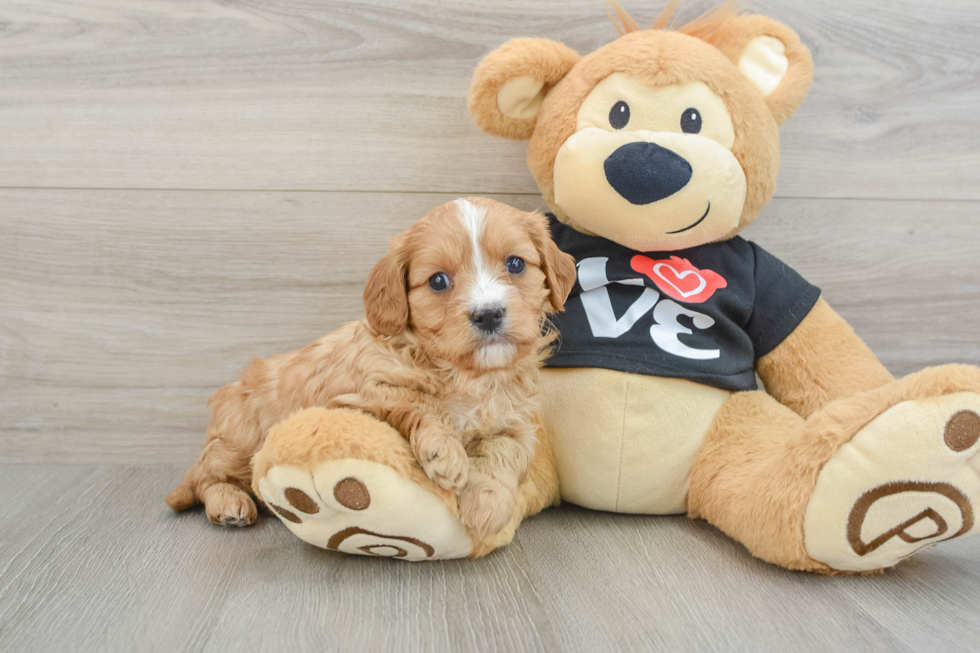 Petite Cavapoo Poodle Mix Pup