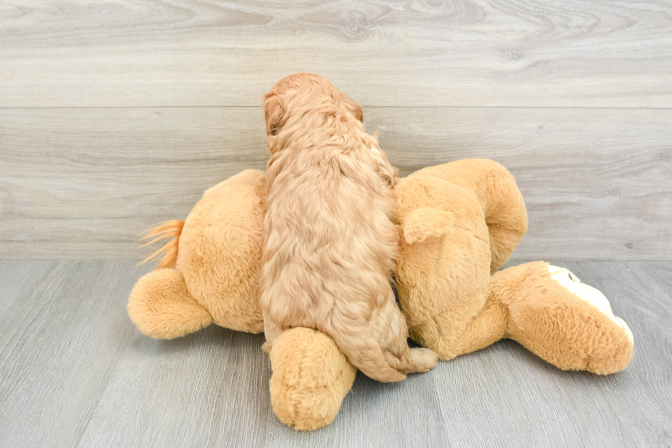 Small Cavapoo Baby