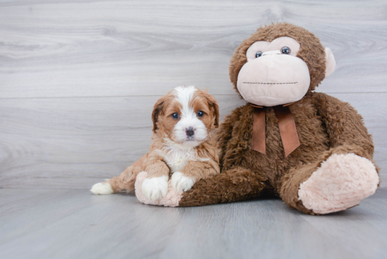 Cavapoo Pup Being Cute