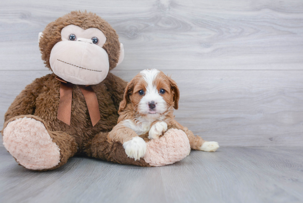 Best Cavapoo Baby