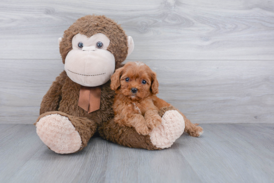 Cavapoo Puppy for Adoption