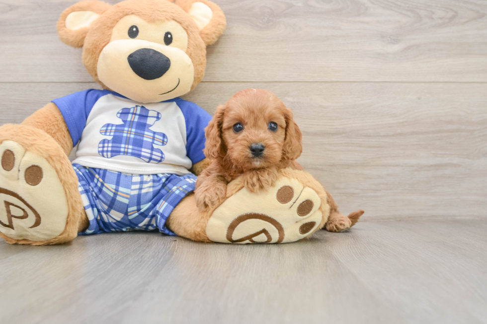 Cavapoo Puppy for Adoption