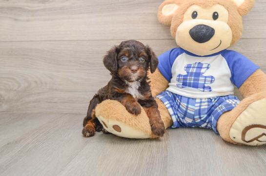 STORMI, a Cavapoo littermate