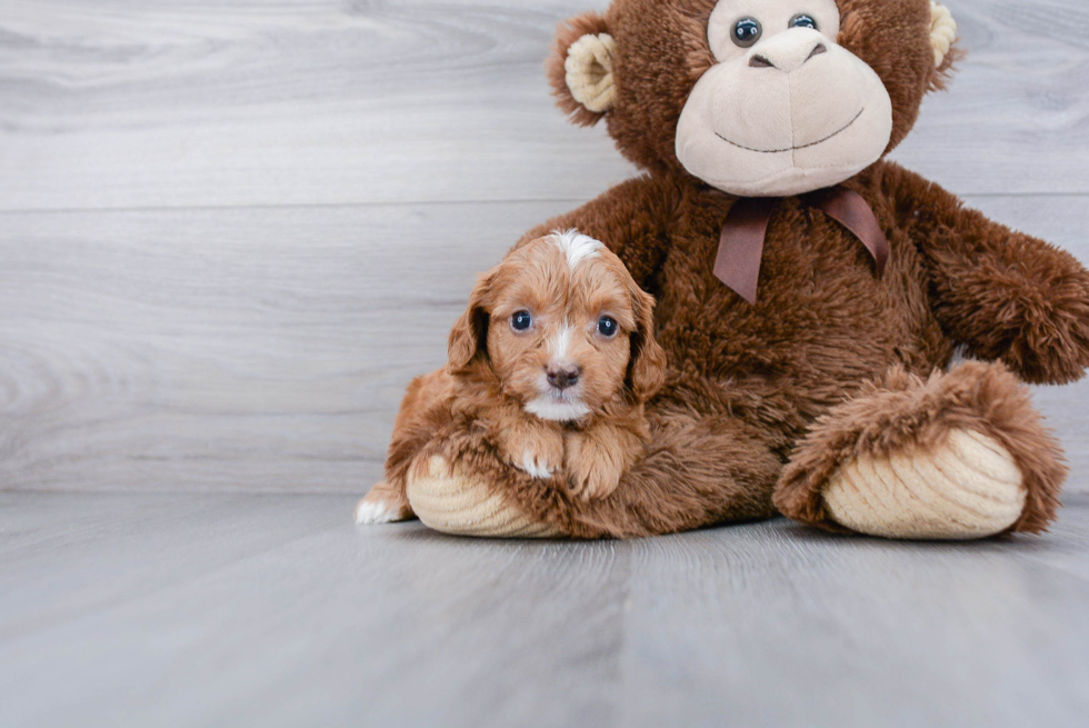 Cavapoo Pup Being Cute