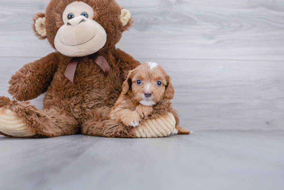 Cavapoo Puppy for Adoption