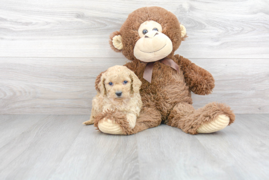 Smart Cavapoo Poodle Mix Pup