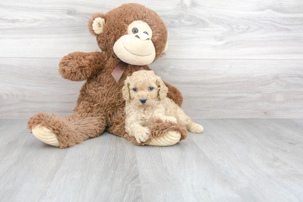 Cavapoo Pup Being Cute