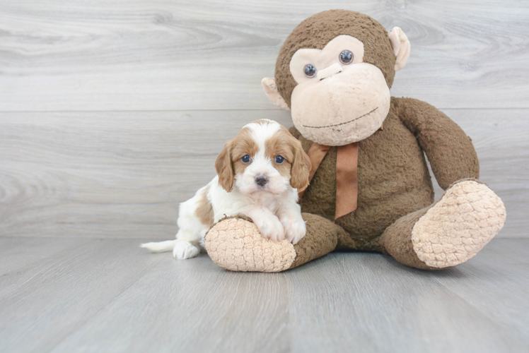 Petite Cavapoo Poodle Mix Pup