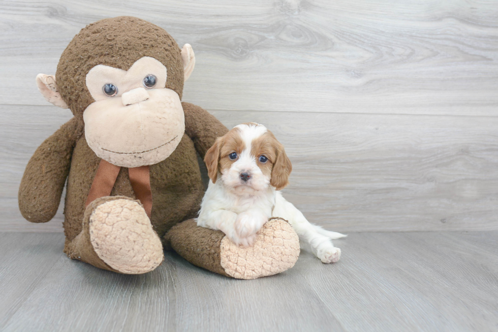 Friendly Cavapoo Baby