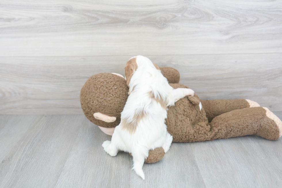 Cavapoo Pup Being Cute