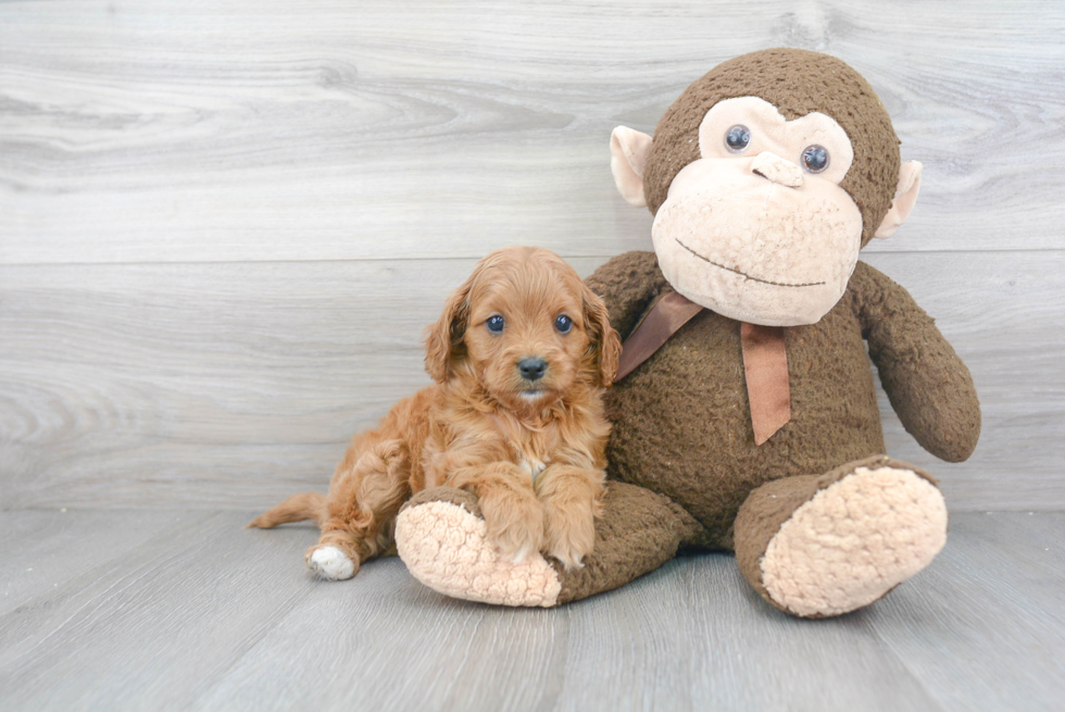 Small Cavapoo Baby