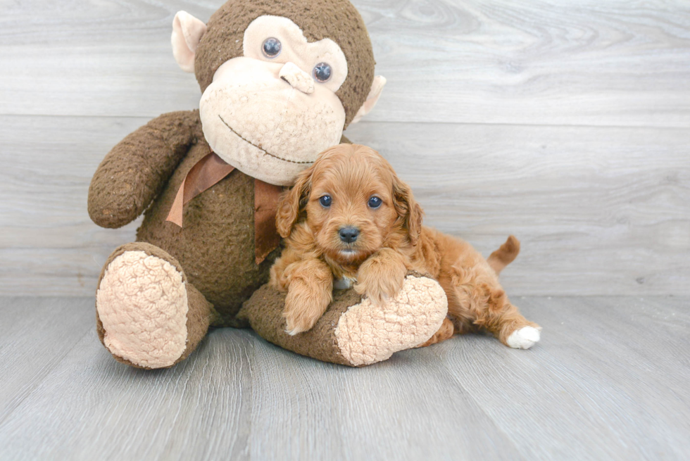 Smart Cavapoo Poodle Mix Pup