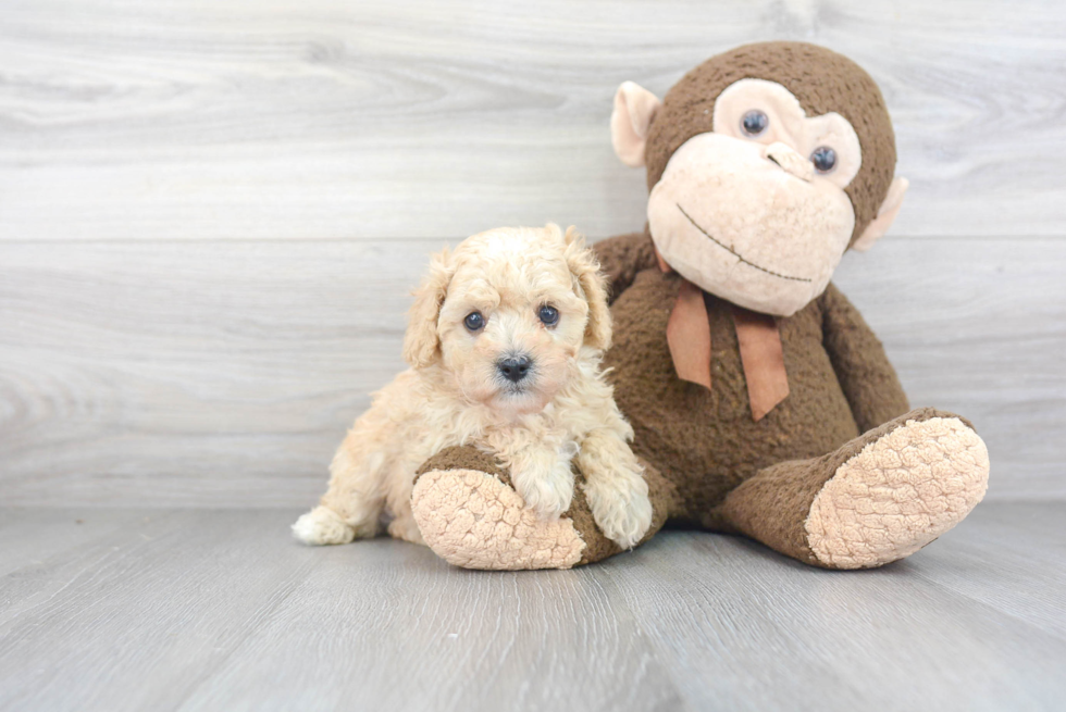 Funny Cavapoo Poodle Mix Pup