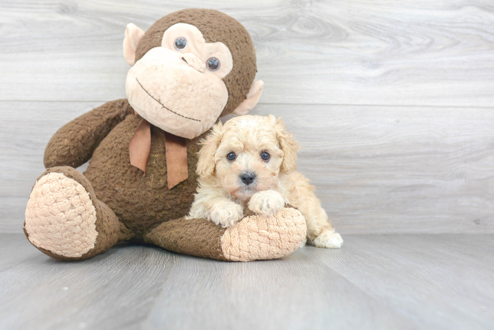 Smart Cavapoo Poodle Mix Pup