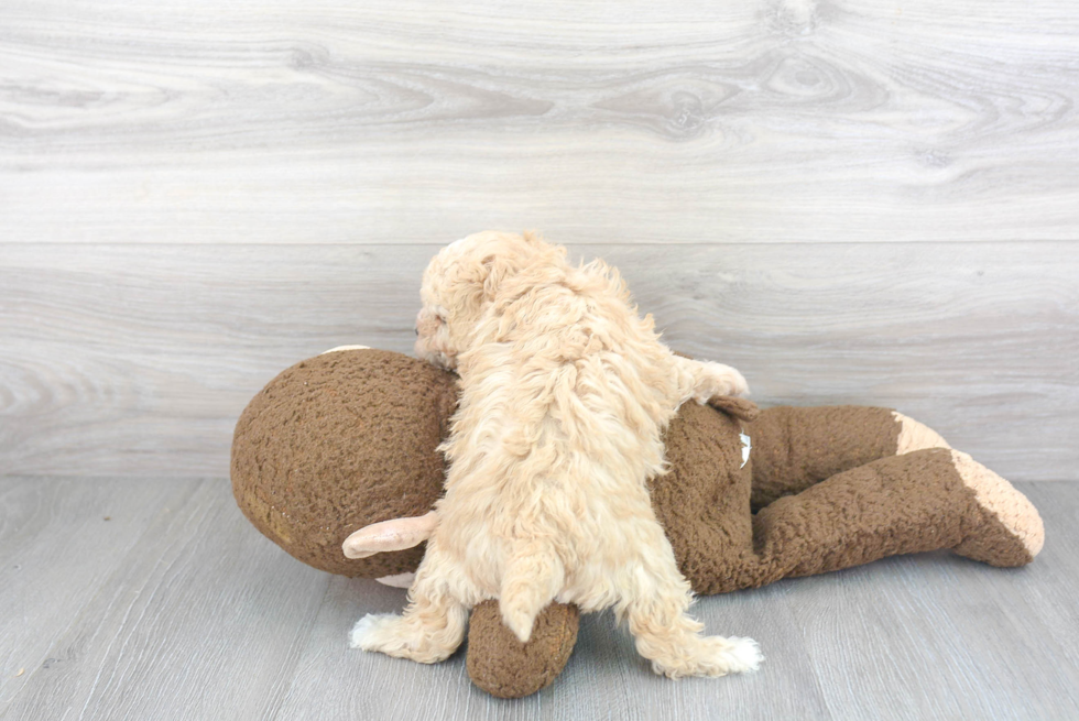 Cavapoo Pup Being Cute