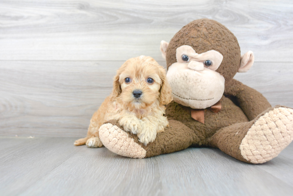 Sweet Cavapoo Baby