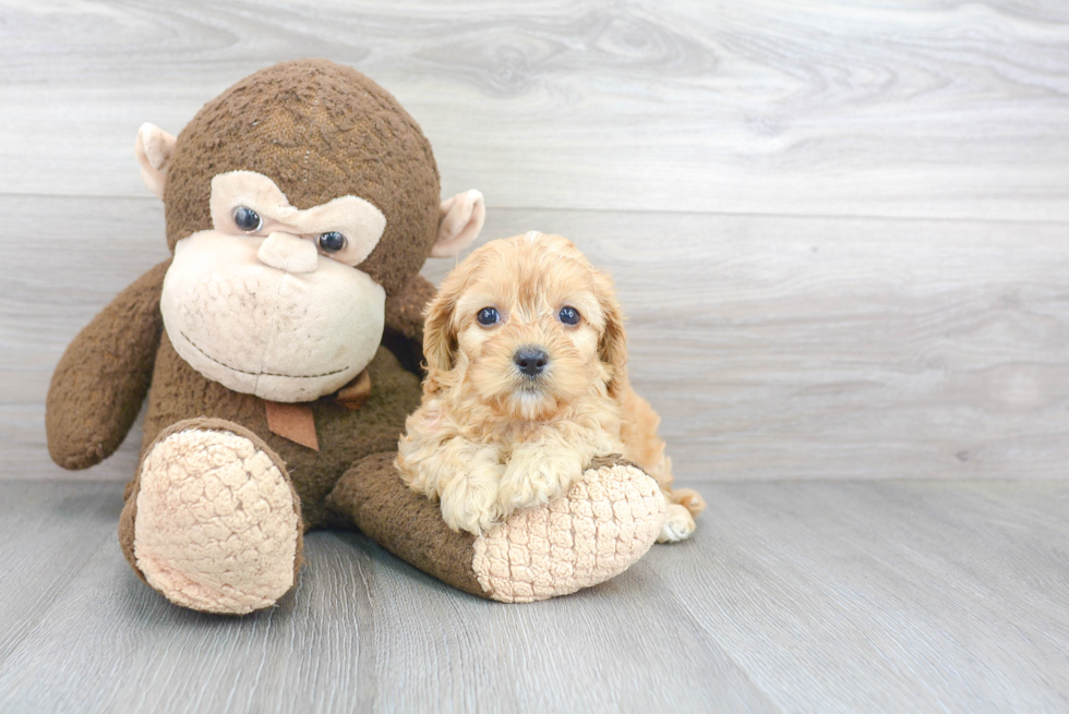 Smart Cavapoo Poodle Mix Pup