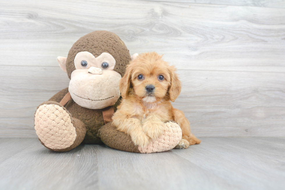 Best Cavapoo Baby