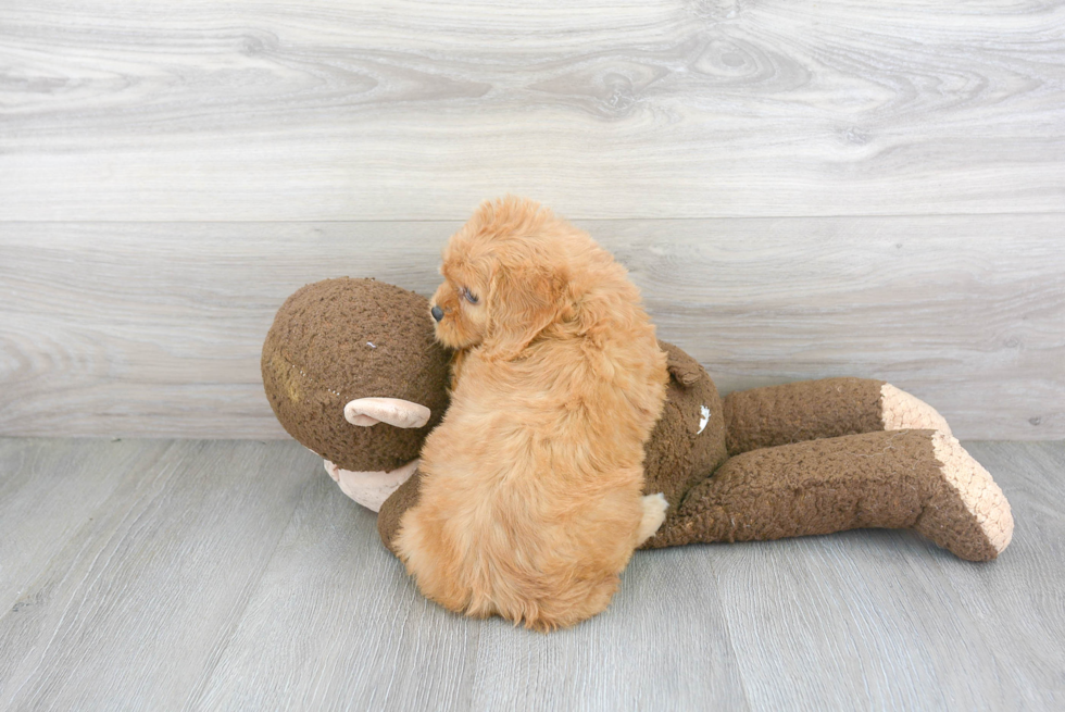 Cavapoo Puppy for Adoption