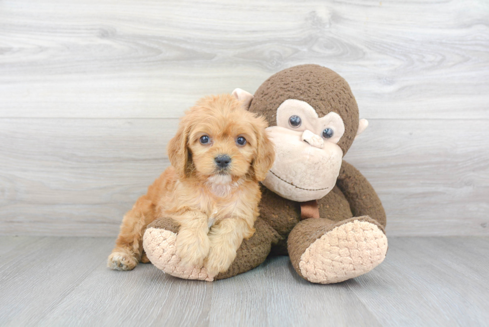 Cavapoo Puppy for Adoption