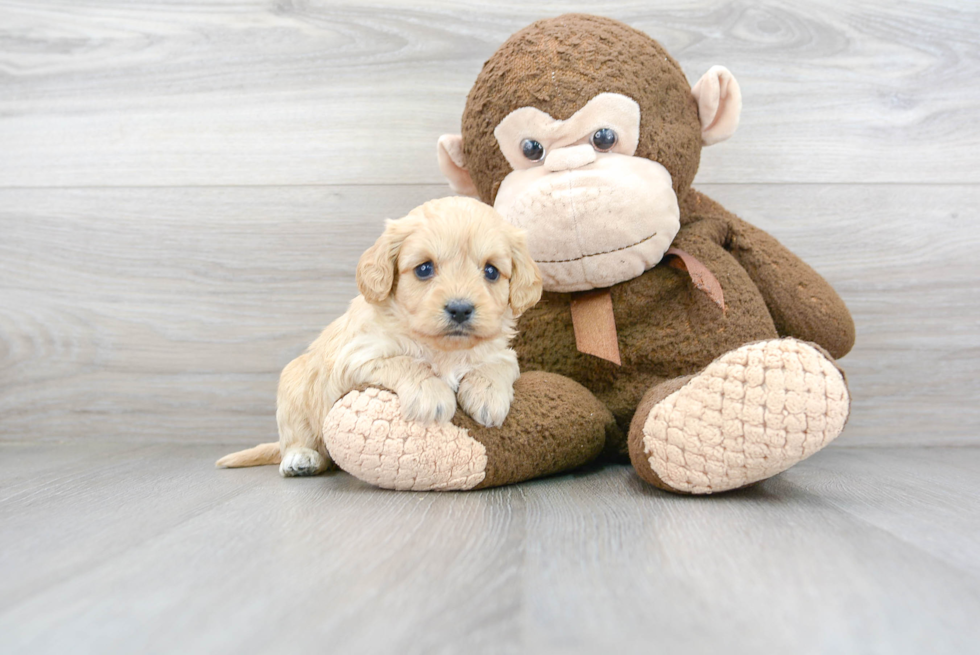 Happy Cavapoo Baby