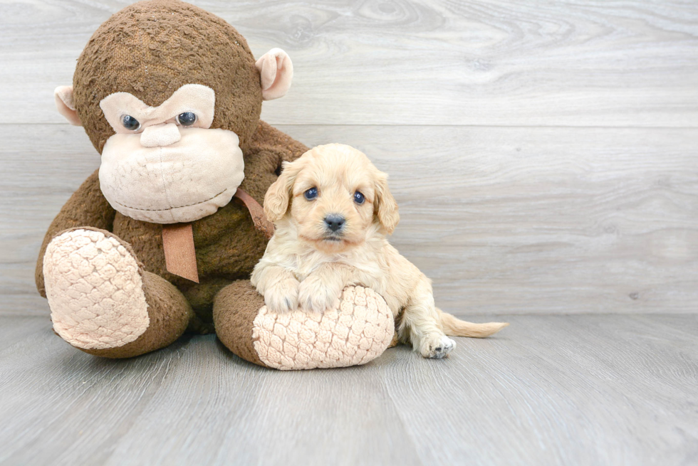 Cavapoo Pup Being Cute