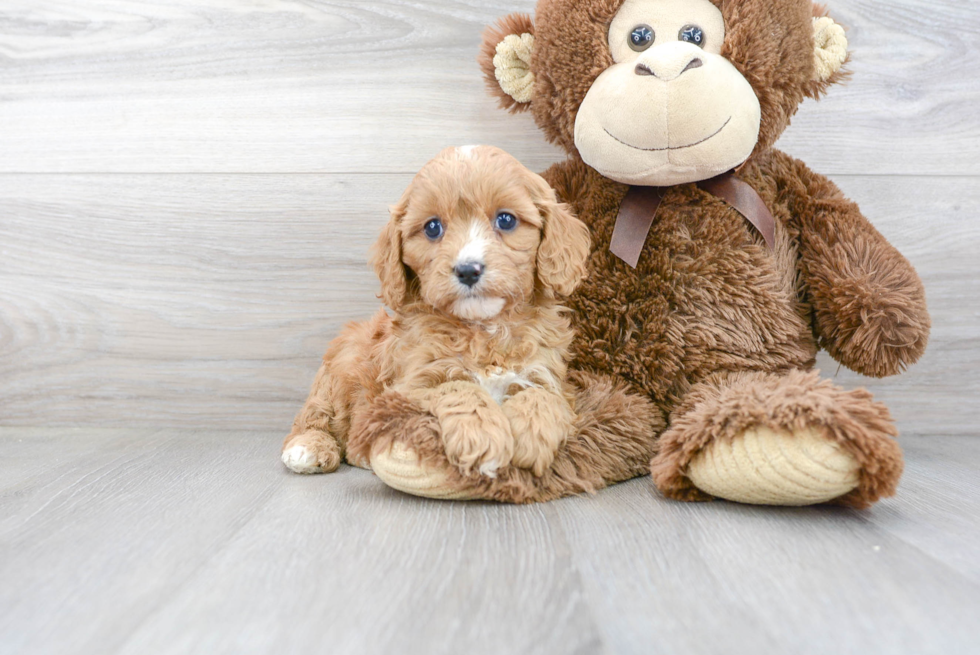 Cavapoo Puppy for Adoption