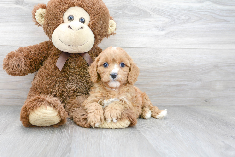 Cavapoo Puppy for Adoption