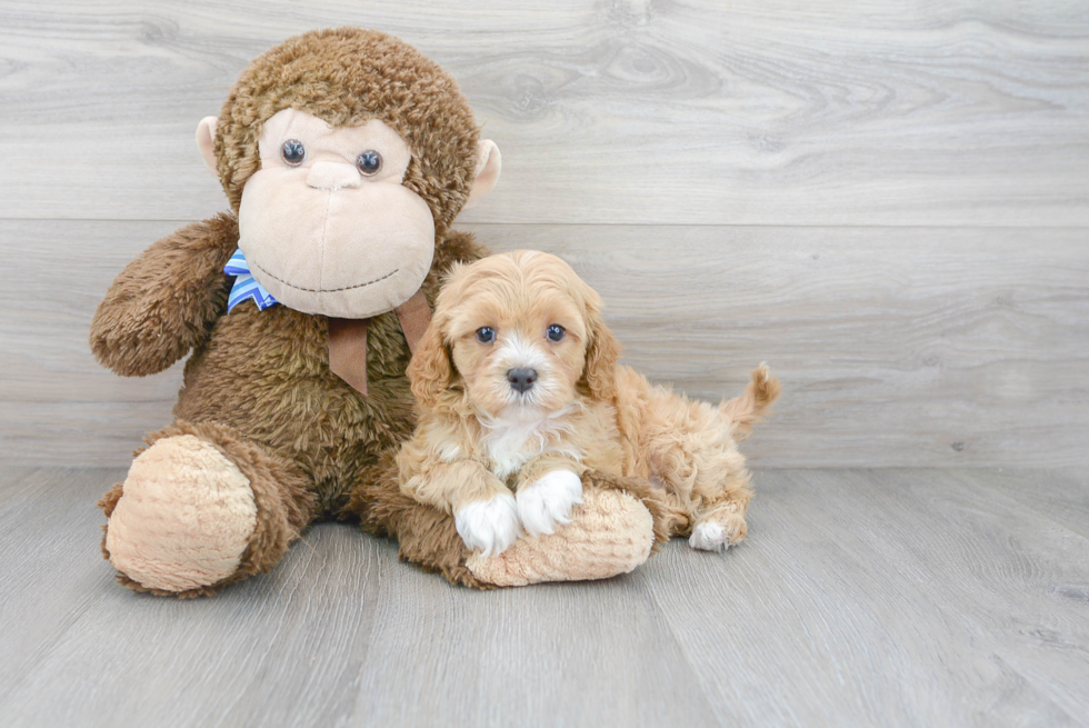 Small Cavapoo Baby