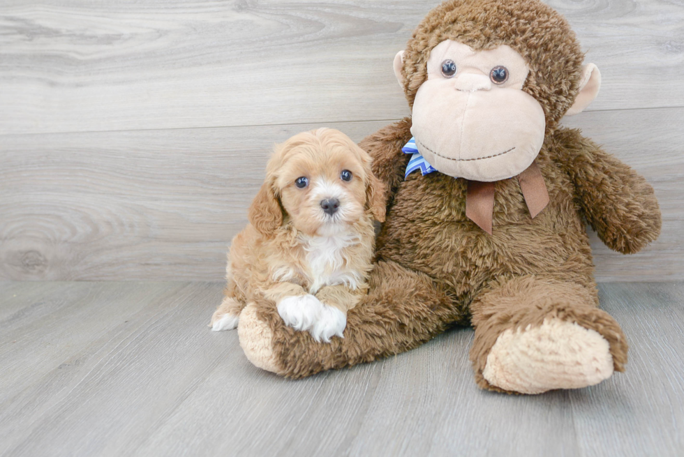 Sweet Cavapoo Baby