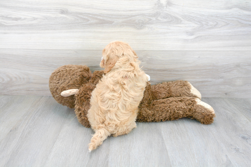 Cavapoo Pup Being Cute