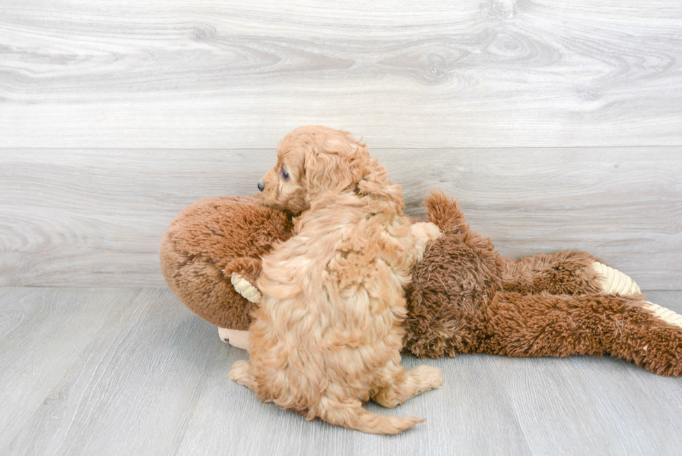 Cavapoo Puppy for Adoption