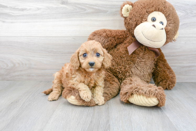 Friendly Cavapoo Baby