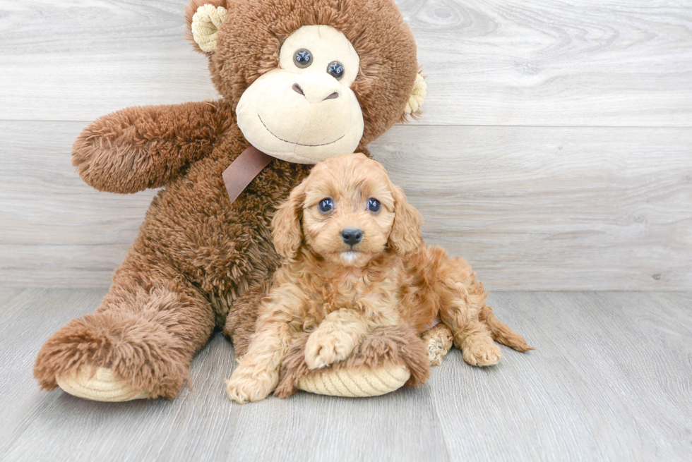 Playful Cavoodle Poodle Mix Puppy