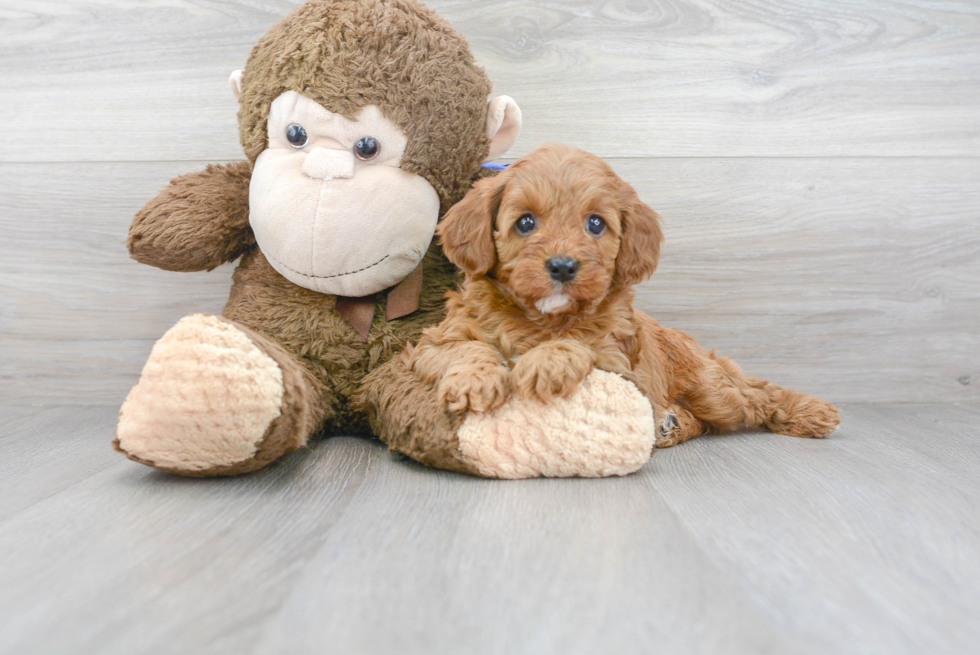 Cavapoo Pup Being Cute