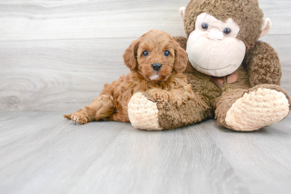 Best Cavapoo Baby