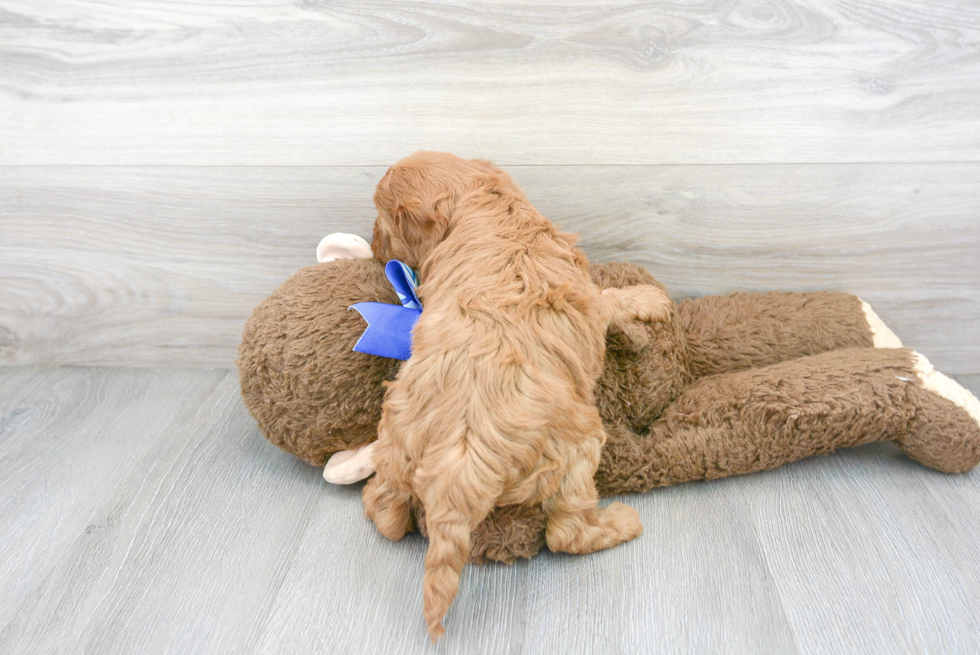 Popular Cavapoo Poodle Mix Pup