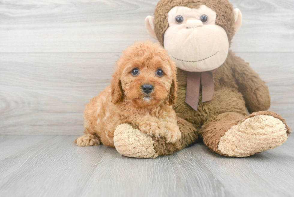 Best Cavapoo Baby