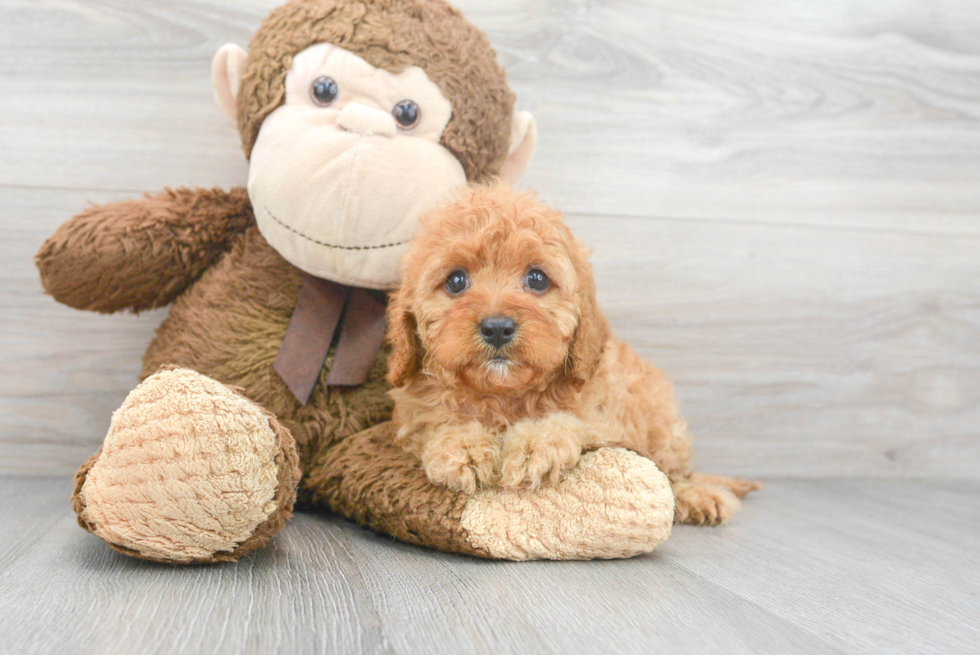 Cavapoo Pup Being Cute