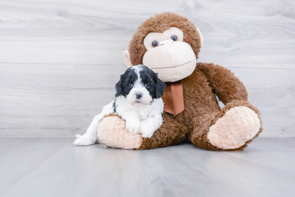 Cavapoo Pup Being Cute