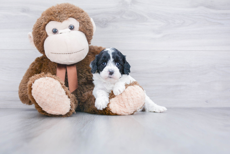 Cavapoo Pup Being Cute