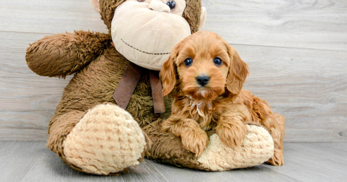Fimo Cavapoo Fluffy Cavapoo Stormi: 3lb 1oz Doodle Puppy