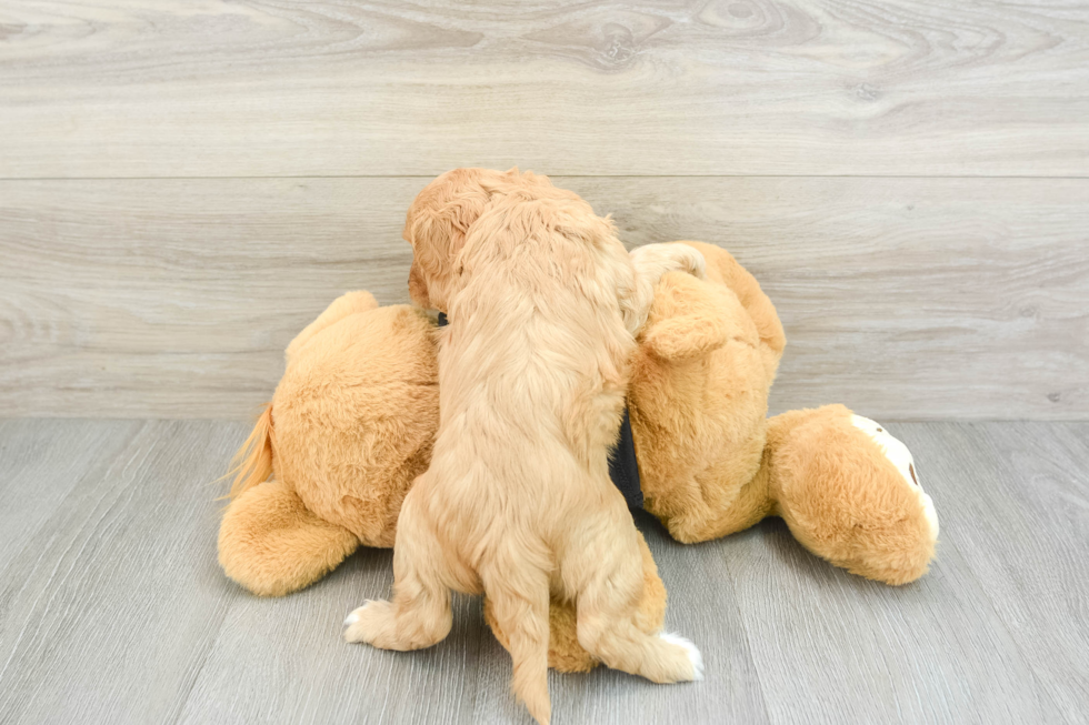 Cavapoo Puppy for Adoption