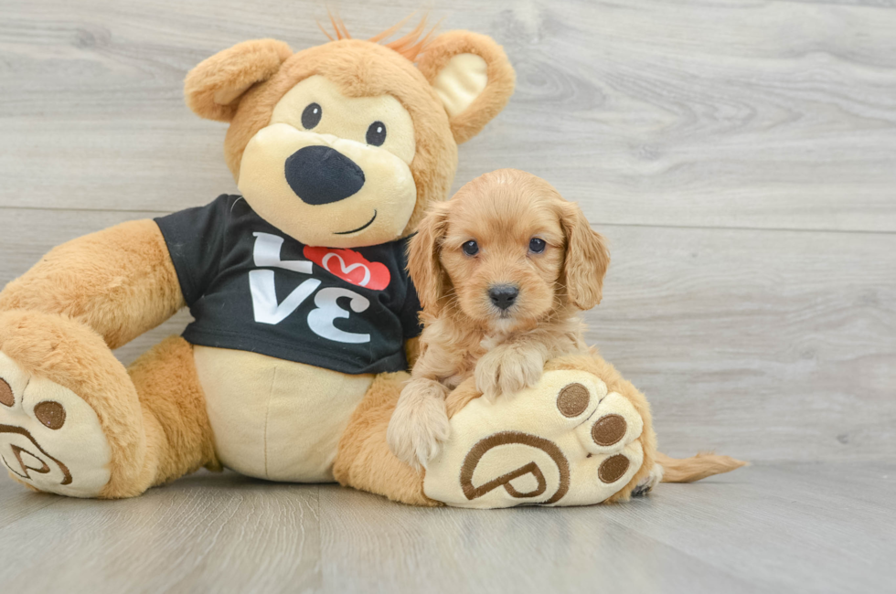 5 week old Cavapoo Puppy For Sale - Premier Pups