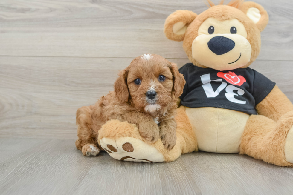 Happy Cavapoo Baby