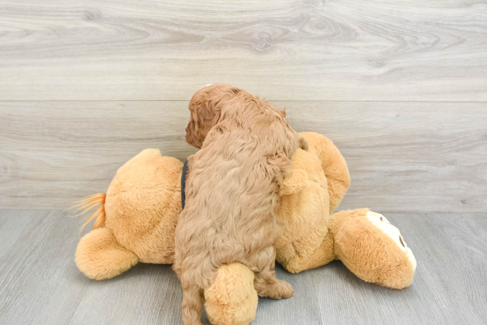 Energetic Cavoodle Poodle Mix Puppy