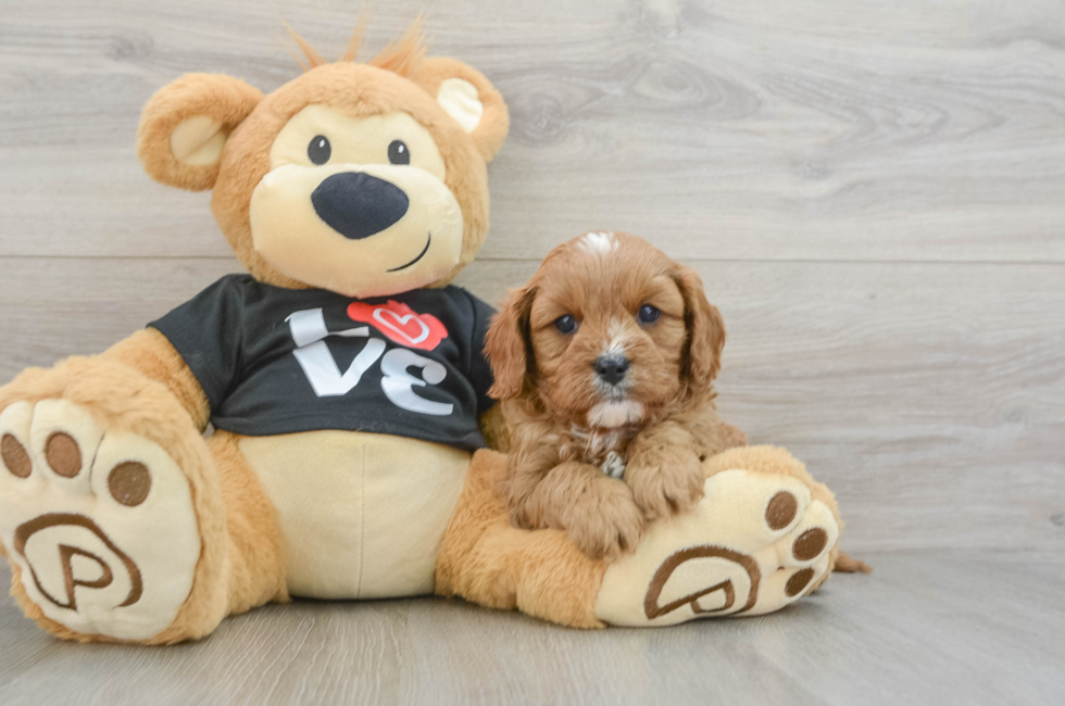 6 week old Cavapoo Puppy For Sale - Premier Pups